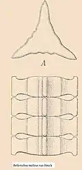 Bellerochea malleus(Engler & Prantl, 1900)