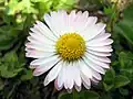 Bellis perennis(Sottotribù Bellidinae)