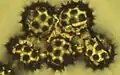 Grains de pollen (400x).