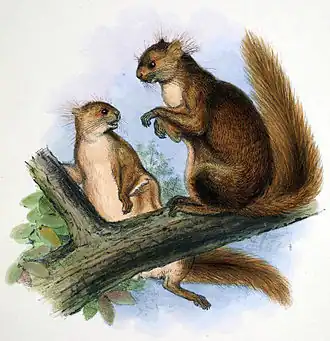 Description de l'image Belomys pearsonii.jpg.