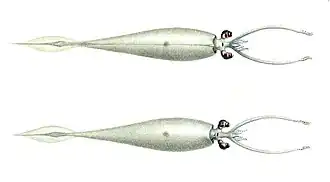 Belonella belone