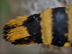 Partie terminale de l’abdomen de la femelle