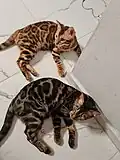 Chats de race bengal, marbled devant, spotted tabby à l'arrière.