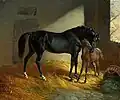 Cheval et poulain à l'écurie.