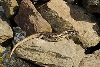 Chalcides ocellatus.