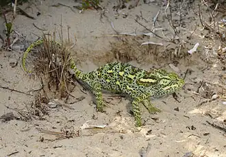 Description de l'image Benny Trapp Chamaeleo africanus sitzt auf fertigem Nest.jpg.