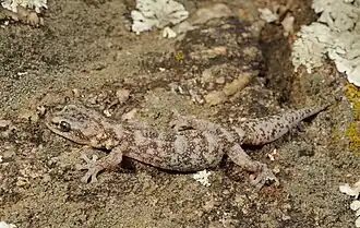 Photographie couleur d'un lézard de couleur marron marbré.