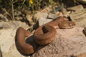 Description de l'image Benny Trapp Macrovipera schweizeri rote Morphe.jpg.