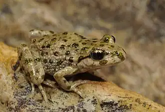 Description de l'image Benny Trapp Pelodytes ibericus.jpg.