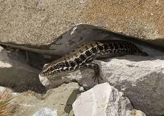 Description de l'image Benny Trapp Trachylepis auratus.jpg.