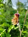 Benoîte des ruisseaux (Geum rivale)