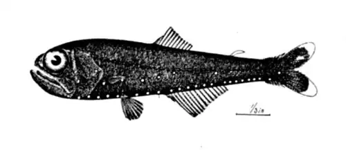 Benthosema glaciale