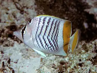 Description de l'image Bep chaetodon madagaskariensis.jpg.