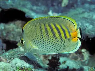 Chaetodon punctatofasciatus