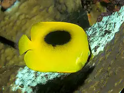 Chaetodon speculum