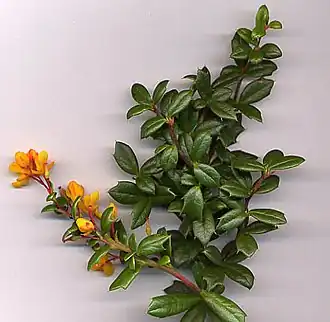 Description de l'image Berberis darwinii shoot.jpg.