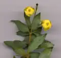 Fleurs.