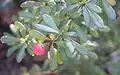 Fruit.