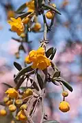 Fleurs.