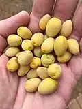 Fruits.