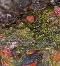 Crocoïte sur pyromorphite de Berezov Russie - Gisement Topotype.
