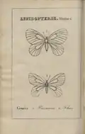 Illustration de l'Introduction à l'histoire naturelle des insectes.