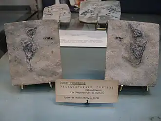 La Bergeronnette de Cuvier (Palaegithalus cuvieri).