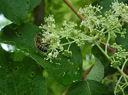 Fleurs butinées par une abeille.