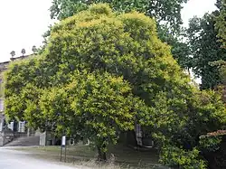 Arbre en fleurs
