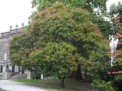 Arbre en fruits