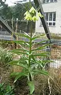 Fritillaria raddeana