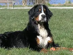 Un bouvier bernois