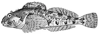 Description de l'image Bero elegans.jpg.