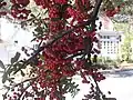 Fruits de Pyracantha
