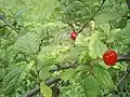 Feuilles et cerises de ragouminier.