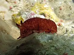Berthella martensi