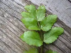 feuille probablement dApium nodiflorum. Les dents et les folioles sont très arrondis, morphe fréquent sur cette espèce.