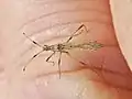 Berytinae, Berytini : Berytinus minor