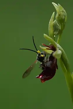 Une guêpe chevauche le labelle de l'Ophrys mouche et tente de s'accoupler avec ce leurre sexuel