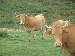 Betizu(ak) dans la montagne Adarra
