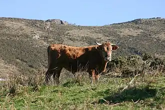 Betizu sur le massif du Xoldokogaina.