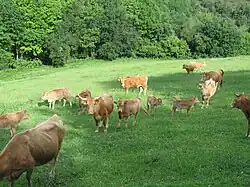 Betizu(ak) dans une prairie)