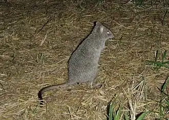 Description de l'image Bettongia tropica 73525933.jpg.