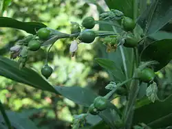 Fleurs et fruits au Népal