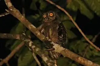 Description de l'image Biak Scops Owl.jpg.