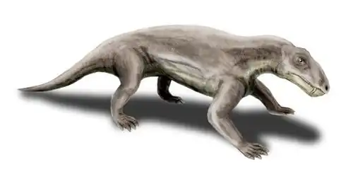 Restitition paléoartistique de Biarmosuchus, un biarmosuchien.