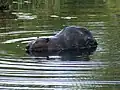 Castor d'Amérique (Castor canadensis, Castoridae)