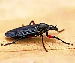 Bibio femoratus.