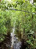 Une forêt anthropophisée de Malaisie