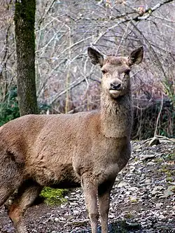 Biche